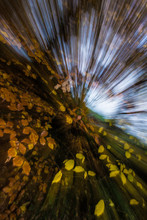 Autumn Leaves Intentional Blur Zoom Effect Abstract Background
