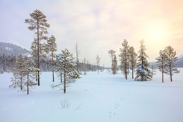 Wall Mural - snowy winter landscape - pine trees covered snow