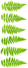 79 mpx Images set leaves fern isolated on white background in ma