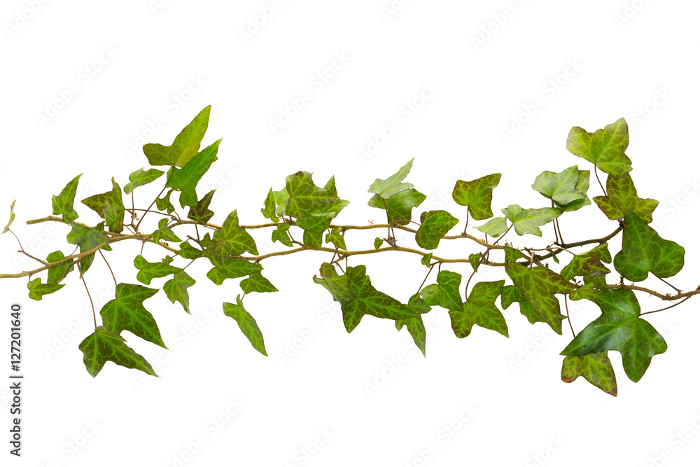 Sprig Of Ivy With Green Leaves Isolated On A White Background Wall ...