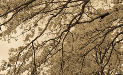 Golden autumn, Beautiful background. Toned with sepia filter and soft noise to get old camera effect.
