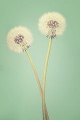 Two dandelions on a light teal background