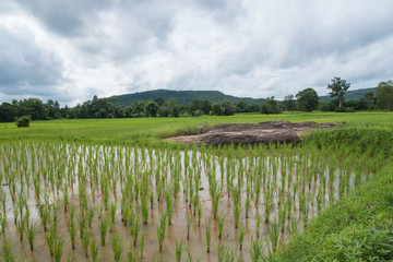 Beautiful paddy rice green field