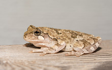 Cope's Gray Treefrog Preched On A Wooden Rail At Night