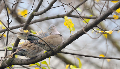 Dove (Streptopelia decaocto) sitting on tree