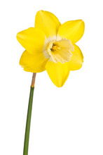 Single Flower Of A Reverse-bicolor Daffodil Cultivar Isolated