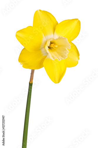 Single flower of a reverse-bicolor daffodil cultivar isolated Poster