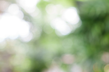 abstract background, Blur green leaves with bokeh