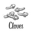 Cloves. Vector black vintage engraved