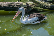 Arguing Australian Pelican, Sydney, Australia