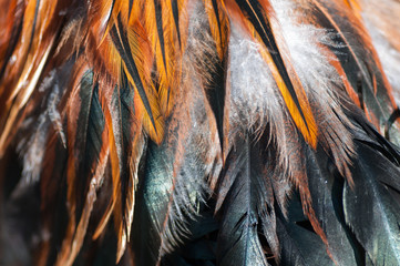 Canvas Print - texture rooster feather red and green