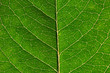 © photolink - close up of green leaf texture