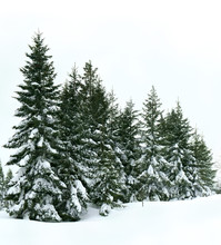 Winter Fir Forest After Snowfall