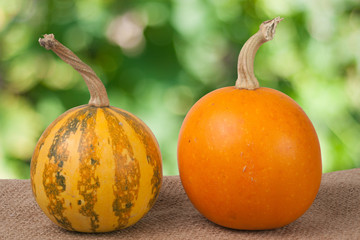 Orange and striped decorative pumpkins on a wooden table with sackcloth  blurred garden background