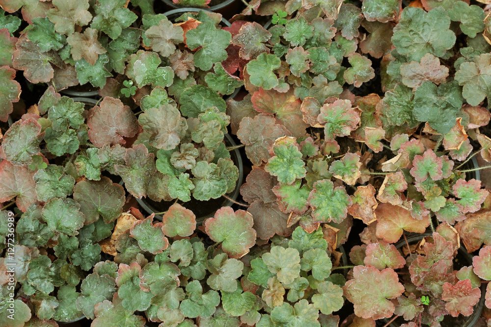 Close up view of geranium in flowerpots