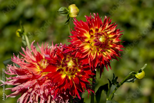 Farbenfrohe Dahlien Canvas