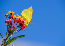 Southern Dogface (Zerene Cesonia) Butterfly Feeding On Tropical Milkweed Flowers. Blue Sky Background With Copy Space.