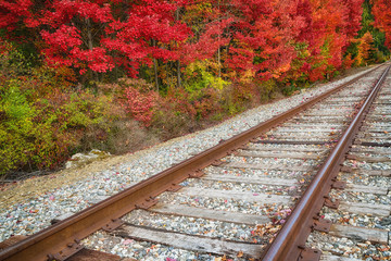 Wall Mural - railroad tracks along colorful autumn foliage trees in new england