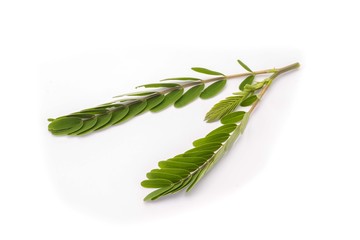 Wall Mural - green leaf on a white