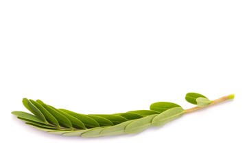 Wall Mural - Green leaves isolated on white