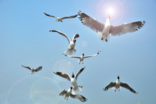 Black Headed Gull Flying On Blue Sky. Birds Feeding