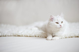 Fototapeta Koty - white cat