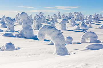 Poster - Frozen heavy snow on trees in Lapland