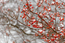 Rowan Branch In The Snow