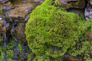 Wall Mural -  moss on the rock in waterfall day time.