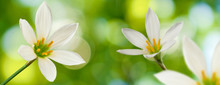 Image Of Beautiful White Flower On Green Background Closeup