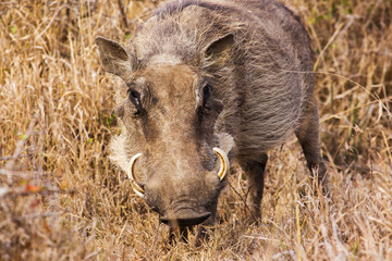 Wall Mural - Common warthog. African wild animals
