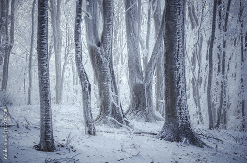 Cuadros en Lienzo Congelados árboles en el bosque de invierno brumoso