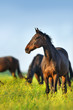 Horse standing against herd on spring pasture
