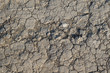 Texture of withered earth with cracks
