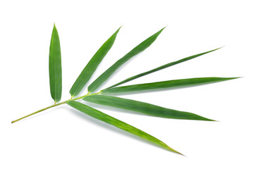  Bamboo leaf isolated on white background