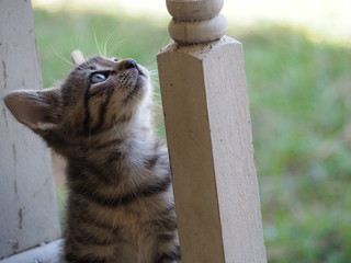 Contemplating kitten