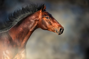 Naklejka na meble Bay stallion with long mane portrait in motion against dark background