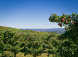Apple farm on hill overlooking Hudson Valley