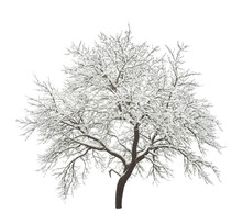 Winter Tree Isolated On White