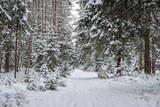 Fototapeta Na ścianę - Winter landscape.