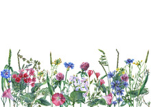 Panoramic View Of Wild Meadow Flowers And Grass On White Background. Horizontal Border With Flowers And Herbs. Watercolor Hand Painting Illustration. 