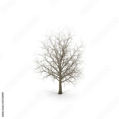 Winter maple tree isolated on white. 3D illustration Stock Illustration