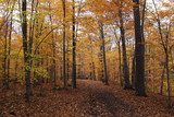Fototapeta Las - Autumn Forest Trail