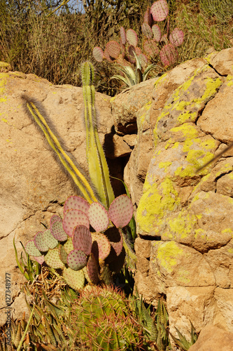 Red spined prickly pear opuntia, agave and other cactus ...