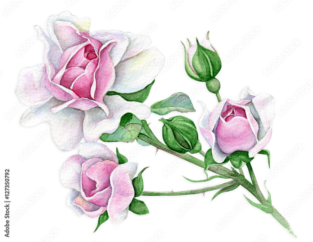 Watercolor pink roses Stock Illustration | Adobe Stock