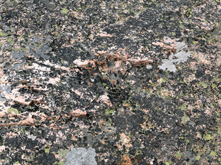 Poster - Detail, pink granite and grey, black and blue lichens