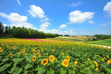 Canvas Print - Sunflower Fields in Japan