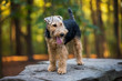 brown and black dog standing on stone platform in fall