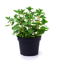 Fresh Mint Plant In A Black Pot