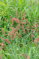 Poster - Grass flower in nature